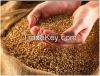 Quality Russian Wheat, best prices on the market.