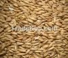 WHEAT from Ukraine