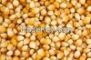 Yellow corn , white corn , animal feed