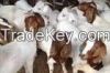 Live Boer Goats