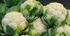Organic green vegetables fresh cauliflower from South Africa