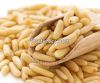 Pine Nuts Kernel