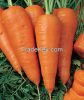 fresh carrot