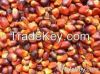 crude palm oil