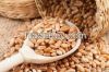 Wheat Grain