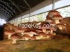 Fresh / Dried Shiitake Mushroom