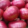 High Quality Fresh Red Onions