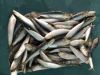 Frozen sardine fish frozen sardine sardinella longiceps for tuna bait