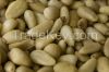 Top Grade Pine Nuts