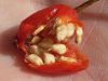 Siberian Rose hip (Oil, seeds): $0.8 - 4/kg