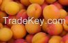 Apricot