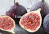 Figs