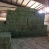 Alfafa Hay for Animal Feeding Stuff Alfalfa