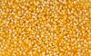 Yellow Corn for sale