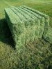 alfalfa hay in bales