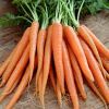 Fresh Carrot