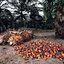 Seller/Supplier Palm Oil