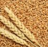 Quality Wheat / Durum Wheat / Milling Wheat