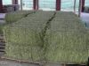 Double Pressed Alfafa Hay Bales / GRADE A Alfafa Hay / Alfalfa Hay (Single Compressed)