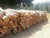 Ash, Oak, birch, alder firewood in pallets