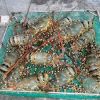 Viet Nam fresh lobster