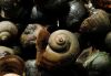 African Giant Snail for sale