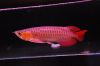 Quality Arowana Fishes