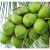 Fresh Green Coconuts