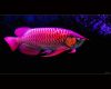 RED AROWANA FISH FOR SALE