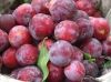 Fresh Plum For Sale