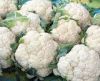 Fresh Cauliflower For Sale