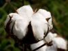 Raw cotton