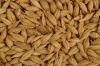 Barley