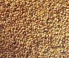 Alfalfa lucerne seeds/alfalfa seeds