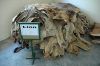 African lion hides for sale / Lion skin direct supply.