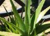 Fresh ALoe vera leaves