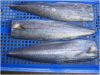 Horse Mackerel