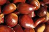 The best quailty chestnut for sale