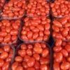 fresh tomatoes for sale