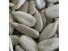 Sunflower Seeds Kernels for sale