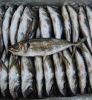 Frozen Horse Mackerel