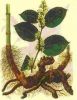 polygonum cuspidatum extract