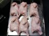 Best Quality halal frozen whole chicken (competitive price)