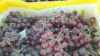 Table grapes