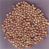 Black Eyed Peas (Brown)