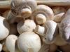 Champignons / Agaricus