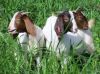 PREMIUM High Milking Saanen Goats and Boer Goats