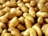 Fresh Holland Potato