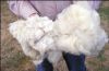 Sheep Wool