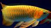 Arowana Fish